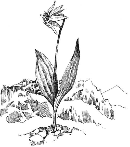 Венерин башмачок печать