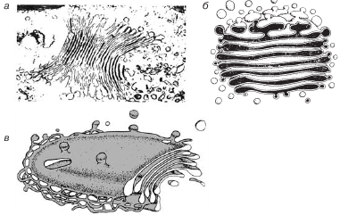 Комплекс Гольджи строение