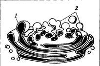 Схема строения аппарата Гольджи
