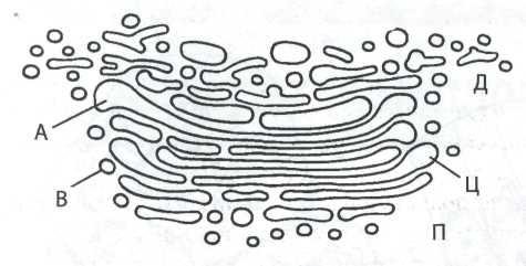 Гладкая эндоплазматическая сеть рисунок