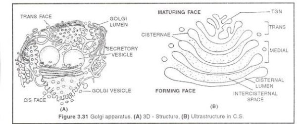 Аппарат Гольджи рисунок карандашом