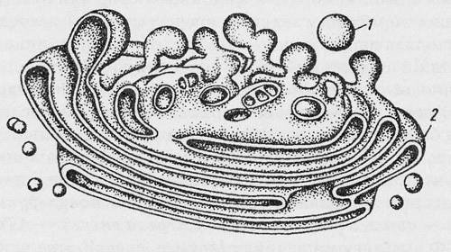 Аппарат Гольджи строение