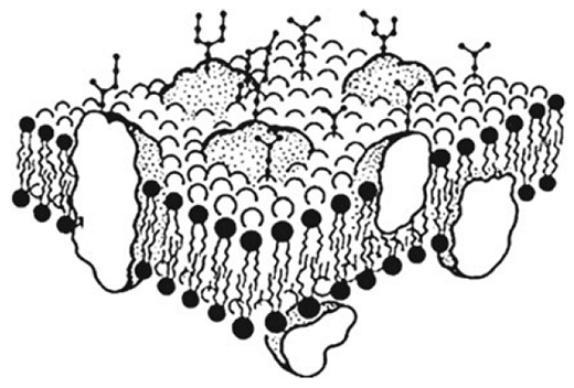 Рисунок плазматической мембраны клетки