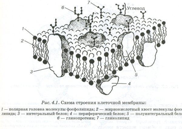 Рисунок цитоплазматической мембраны эукариотической клетки