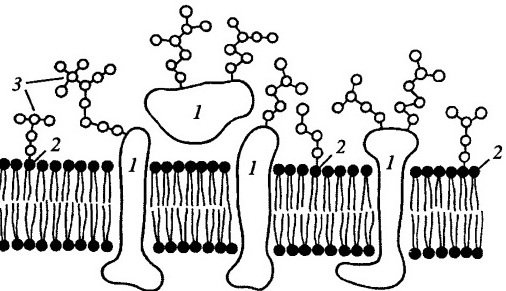 Плазматическая мембрана гликокаликс