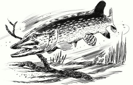 Щука гравюра