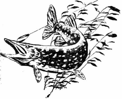 Выжигание по дереву щука