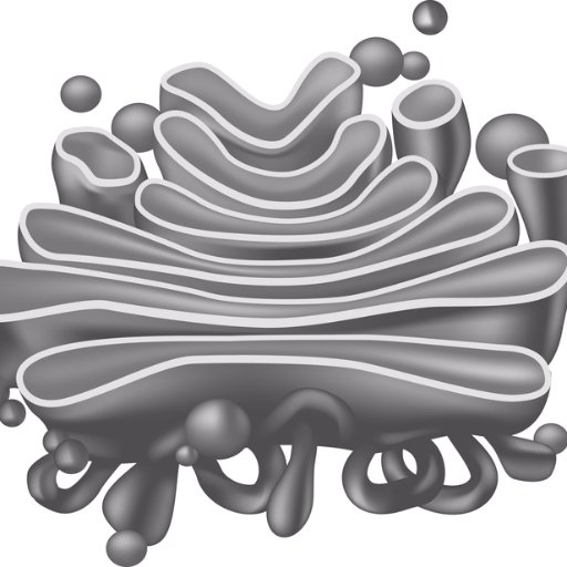 Аппарат Гольджи (комплекс Гольджи)