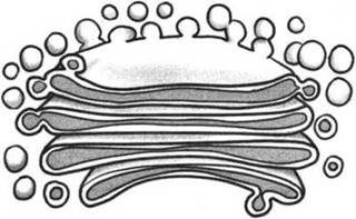 Аппарат Гольджи схема ЕГЭ