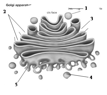Комплекс аппарат Гольджи строение