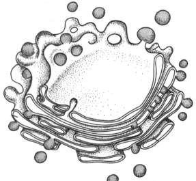 Схема строения аппарата Гольджи