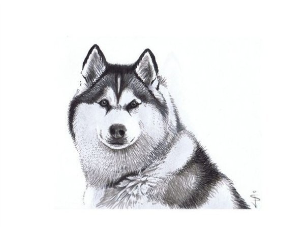 Схематичный рисунок хаски