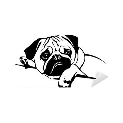 Мопс черно белый