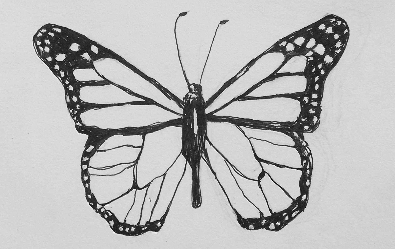 графический рисунок бабочки картинки