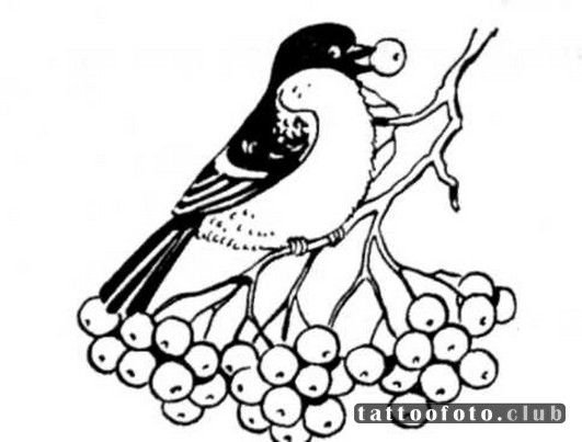 Снегирь на рябине раскраска