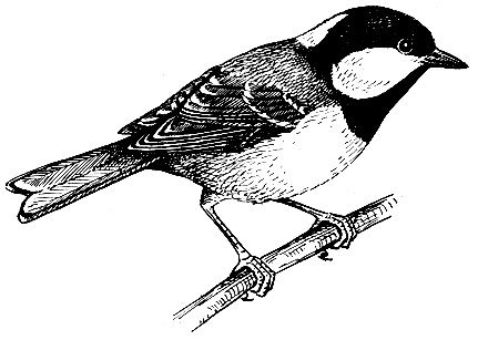 Синичка Московка рисунок