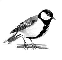 Синичка черно белая