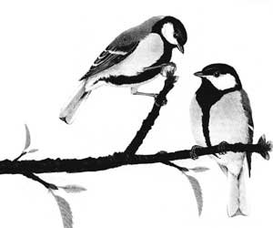 Синица черно белая