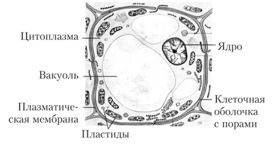 Строение растительной клетки черно белый рисунок