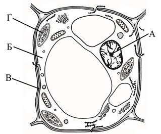 Строение растительной клетки черно белый рисунок
