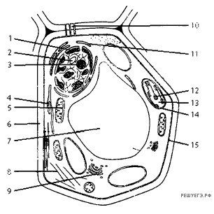 Строение растительной клетки ЕГЭ биология