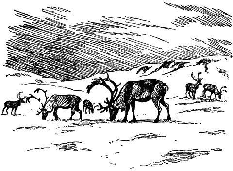 Северный олень раскраска