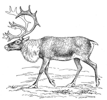 Раскраска животные севера