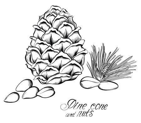 Кедровая шишка Графика