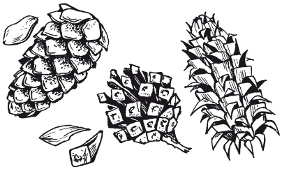 Шишка раскраска для детей