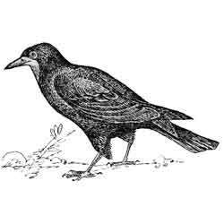 Грач птица черно белый