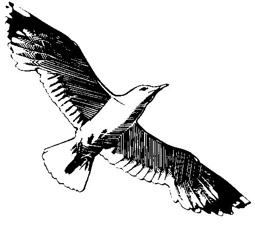 Рисунок Чайки карандашом