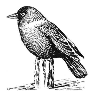 Галка птица рисунок