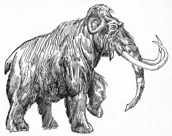 Мамонт Графика