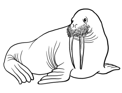 Морж раскраска