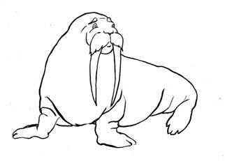 Атлантический морж раскраска