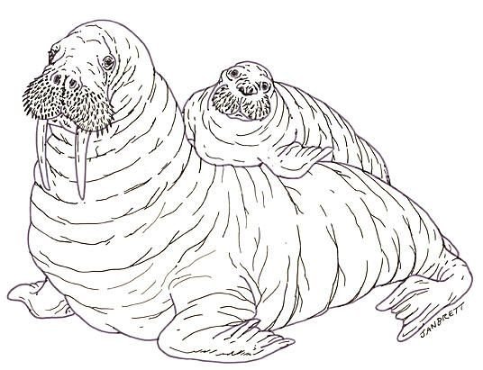 Морж раскраска