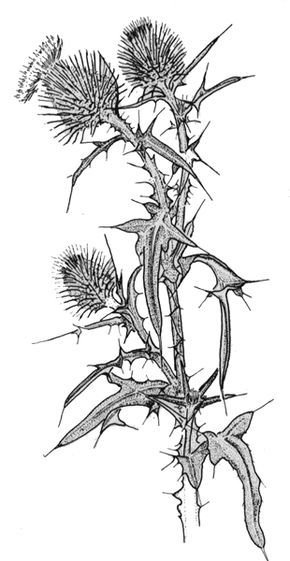 Альпийский чертополох