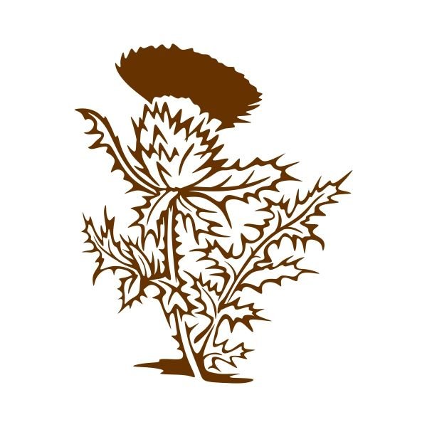 Ветка чертополоха силуэт