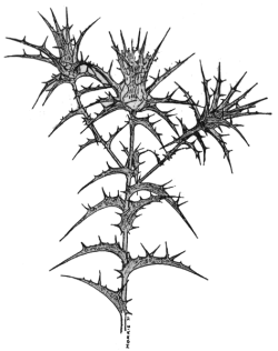 Верблюжья колючка. Чертополох