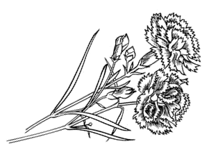 Гвоздики рисунок карандашом