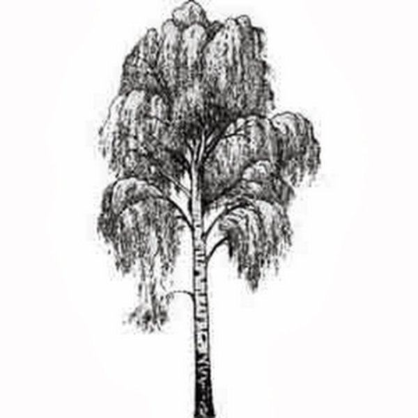 Береза рисунок черно белый