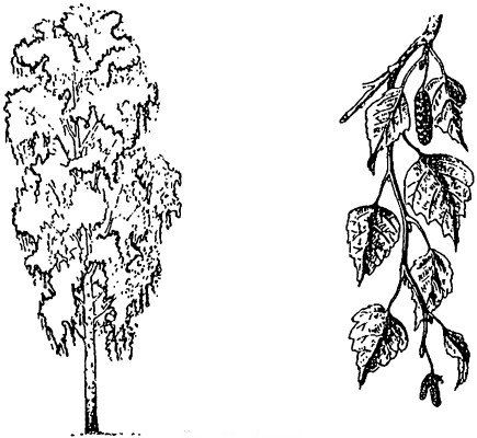 Силуэт дерева береза
