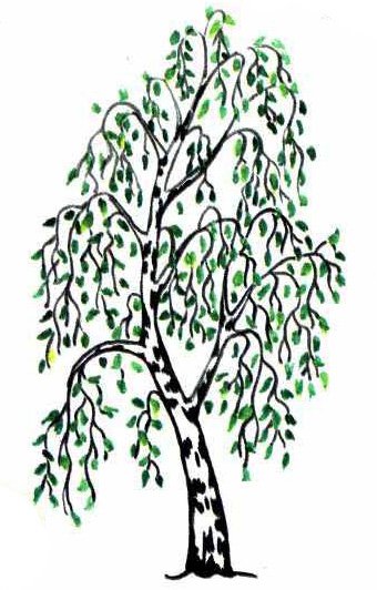 Березка черно белый рисунок (40 фото)