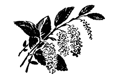 Черёмуха для срисовки