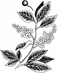 Сирень в вазе раскраска