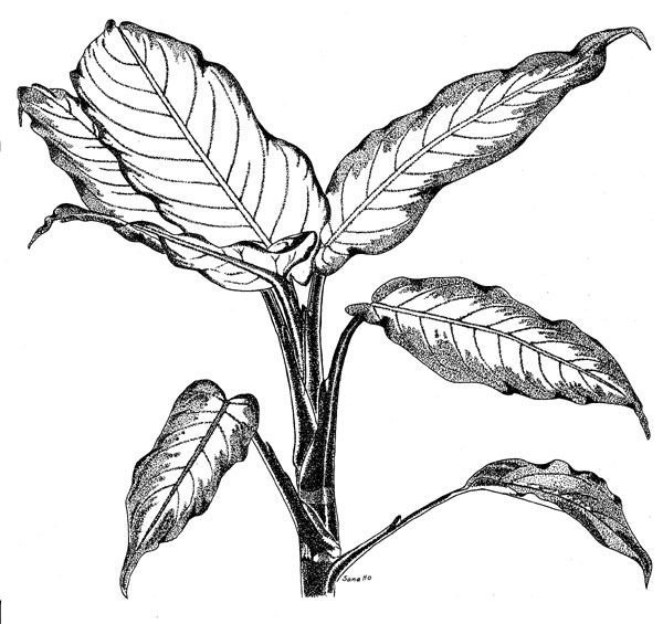 Фикус Диффенбахия Диффенбахия