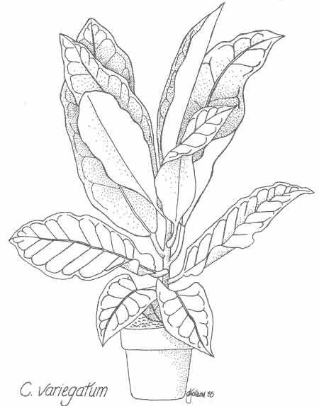 Раскраска комнатные растения фикус