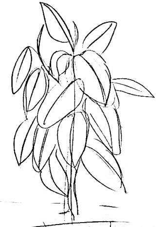 Фикус раскраска для детей