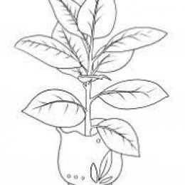 Фикус раскраска для детей