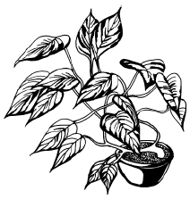 Комнатные растения раскраска традесканция